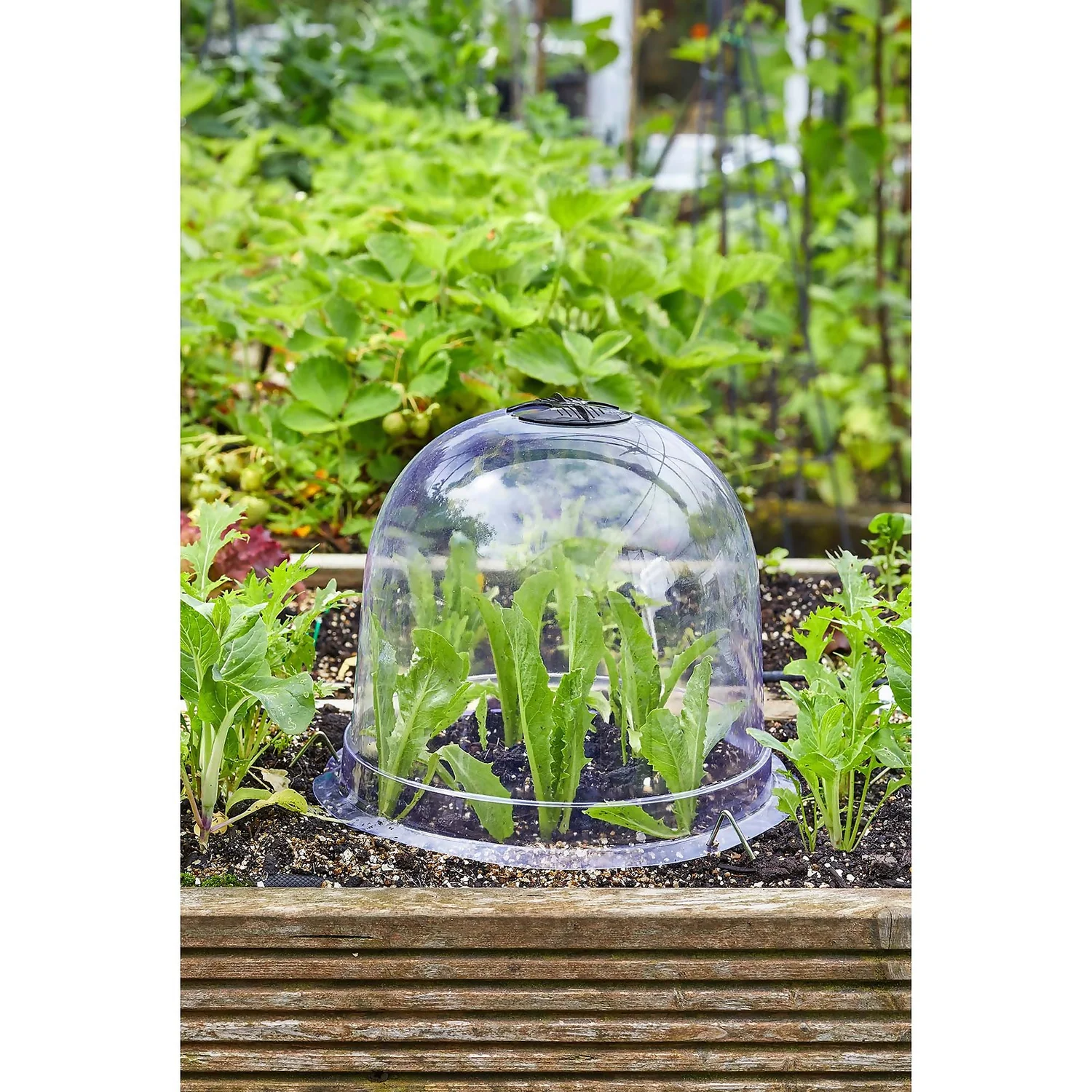 Smart Garden Bell Cloche - 20 X 26cm 2 Smart Garden Bell Cloche - 20 X 26cm - Image 2