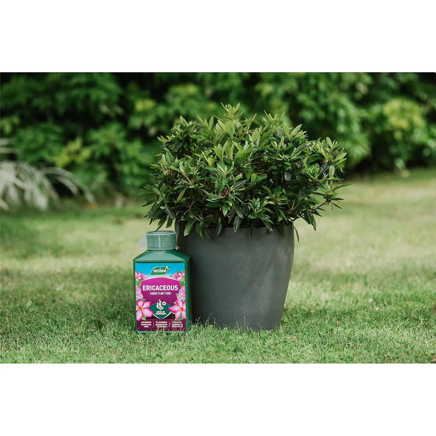 Westland Ericaceous Specialist Feed - 1l 2 Westland Ericaceous Specialist Feed - 1l - Image 2