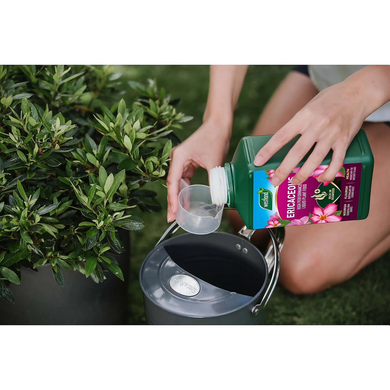 Westland Ericaceous Specialist Feed - 1l 5 Westland Ericaceous Specialist Feed - 1l - Image 5