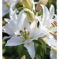 Oriental Lily Siberia -Garden Care Shop 12889026 2125020584795186