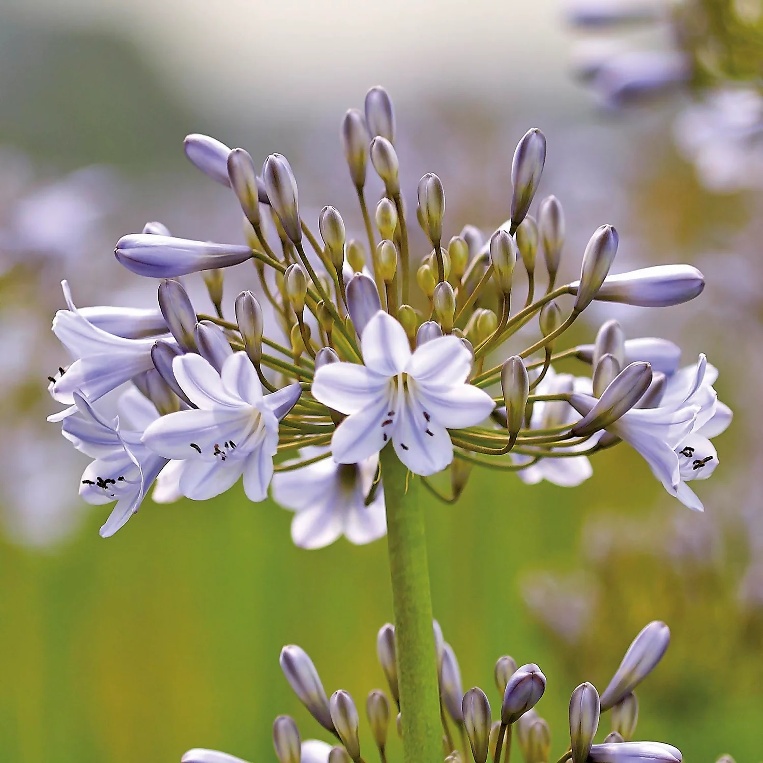 Agapanthus Silver Arrow 3 Agapanthus Silver Arrow - Image 3