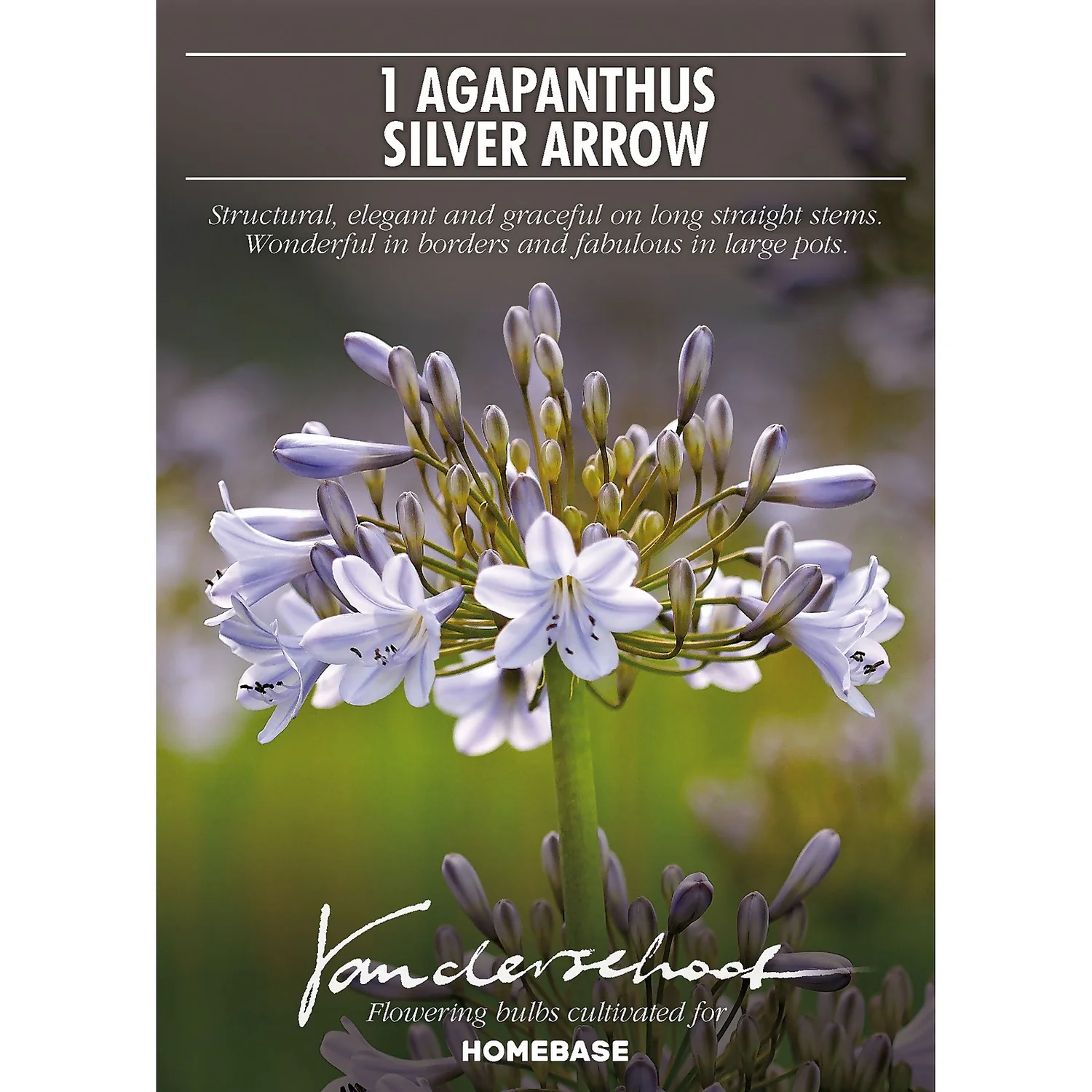 Agapanthus Silver Arrow 2 Agapanthus Silver Arrow - Image 2