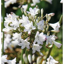 None Agapanthus Polar Ice Bulb 5 None Agapanthus Polar Ice Bulb -Garden Care Shop 12889203 1005020401801603