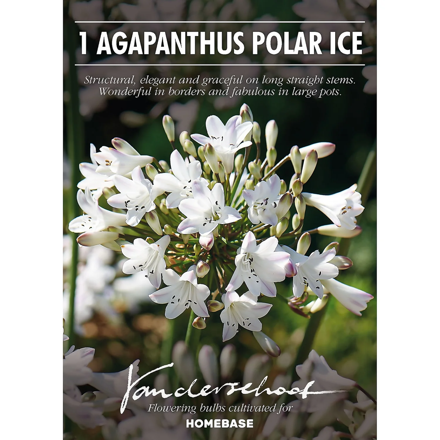 None Agapanthus Polar Ice Bulb 2 None Agapanthus Polar Ice Bulb - Image 2