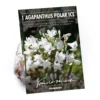 None Agapanthus Polar Ice Bulb