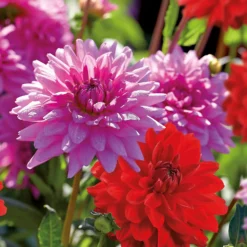 None Dahlias Garden Wonder Rosella 5 None Dahlias Garden Wonder Rosella -Garden Care Shop 12889205 1545020401969960