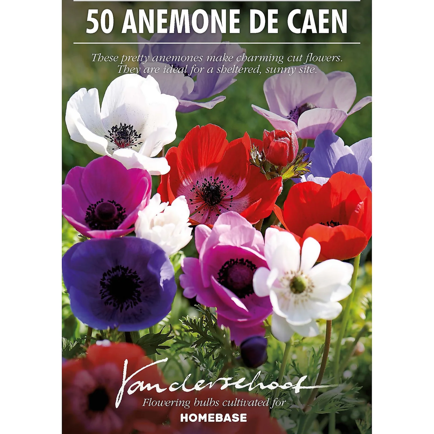 None Anemones Coronaria De Caen 2 None Anemones Coronaria De Caen - Image 2