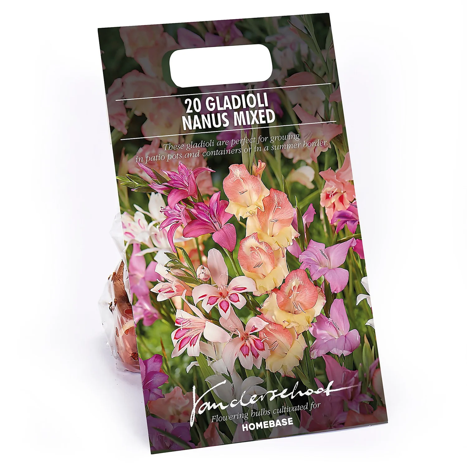 None Gladioli Nanus Mixed 1 None Gladioli Nanus Mixed