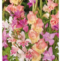 None Gladioli Nanus Mixed 5 None Gladioli Nanus Mixed -Garden Care Shop 12889222 1625022410684526