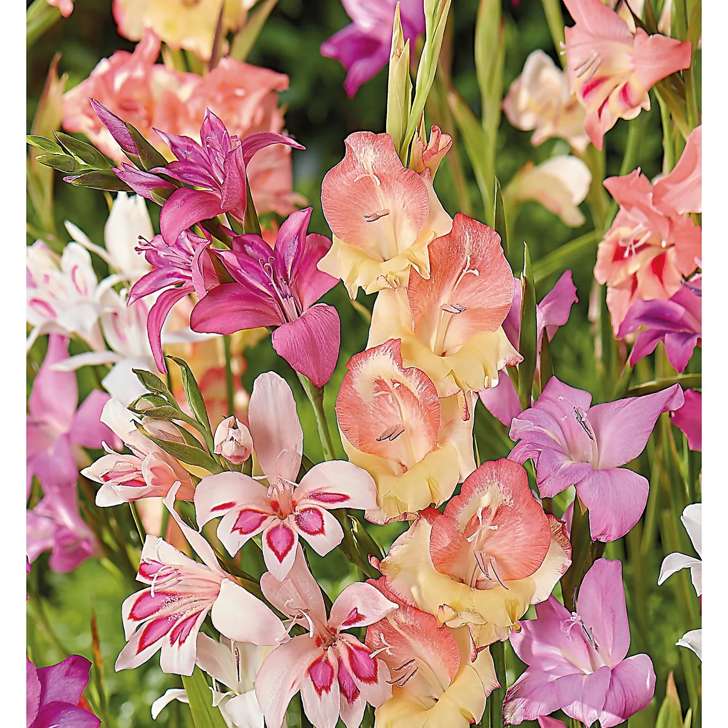 None Gladioli Nanus Mixed 3 None Gladioli Nanus Mixed - Image 3