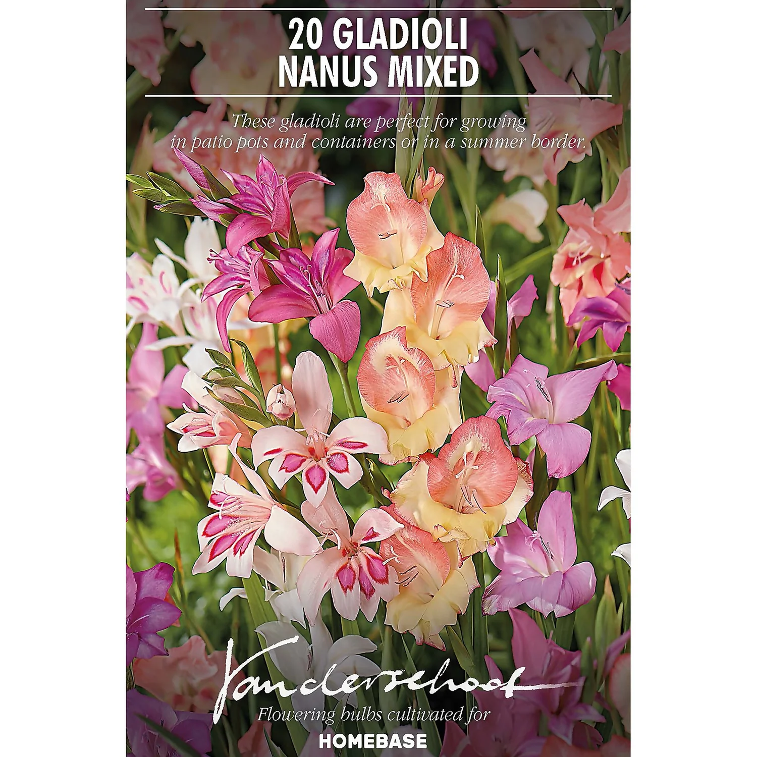 None Gladioli Nanus Mixed 2 None Gladioli Nanus Mixed - Image 2