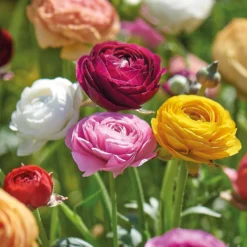 None Ranunculus Mixed -Garden Care Shop 12889396 1245022410868807