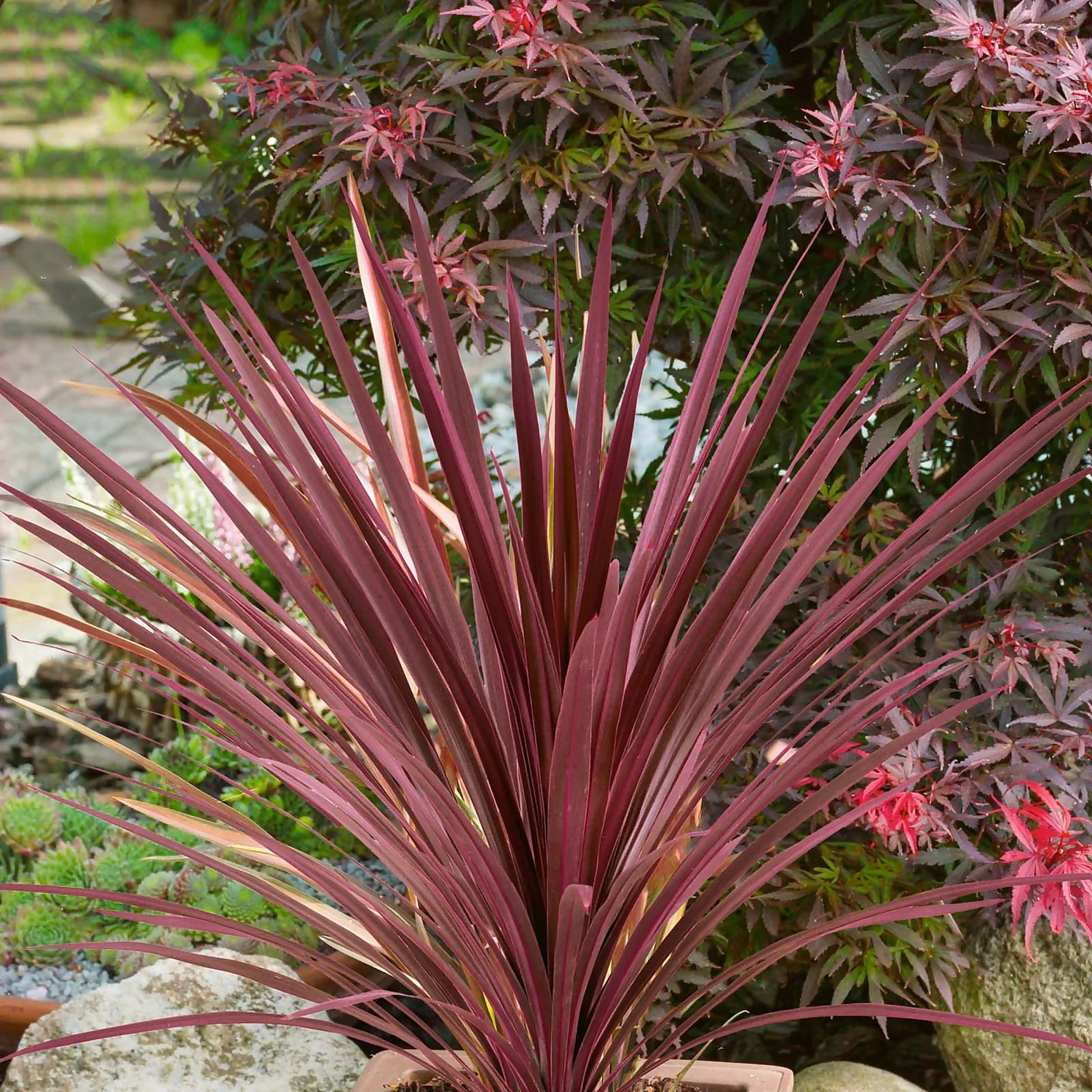 None Cordyline Red Star 10L 1 None Cordyline Red Star 10L