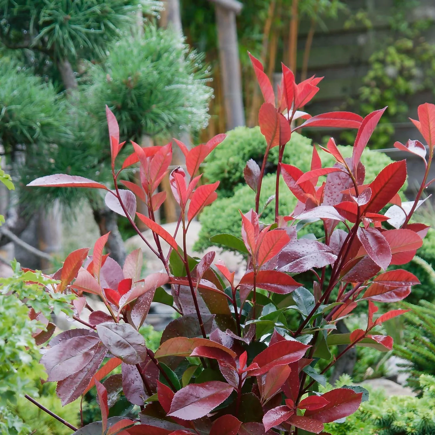 Photinia X Fraseri Compacta 10L 1 Photinia X Fraseri Compacta 10L