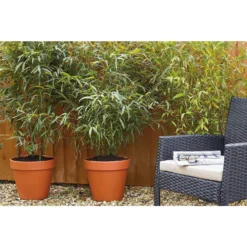 Bamboo Gold Phyllostachys Aureosulcata Aurea 10L 6 Bamboo Gold Phyllostachys Aureosulcata Aurea 10L -Garden Care Shop 12892481 2114843901554533