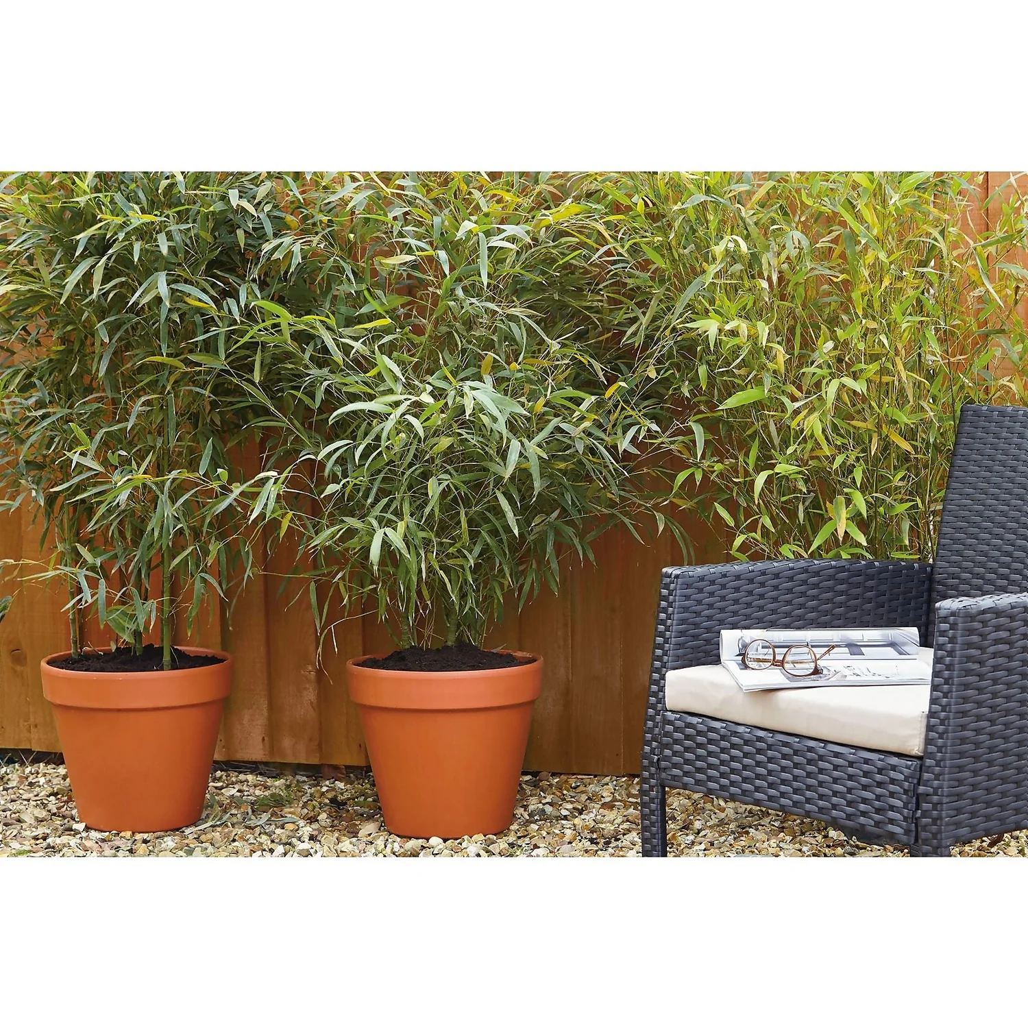 Bamboo Gold Phyllostachys Aureosulcata Aurea 10L 3 Bamboo Gold Phyllostachys Aureosulcata Aurea 10L - Image 3