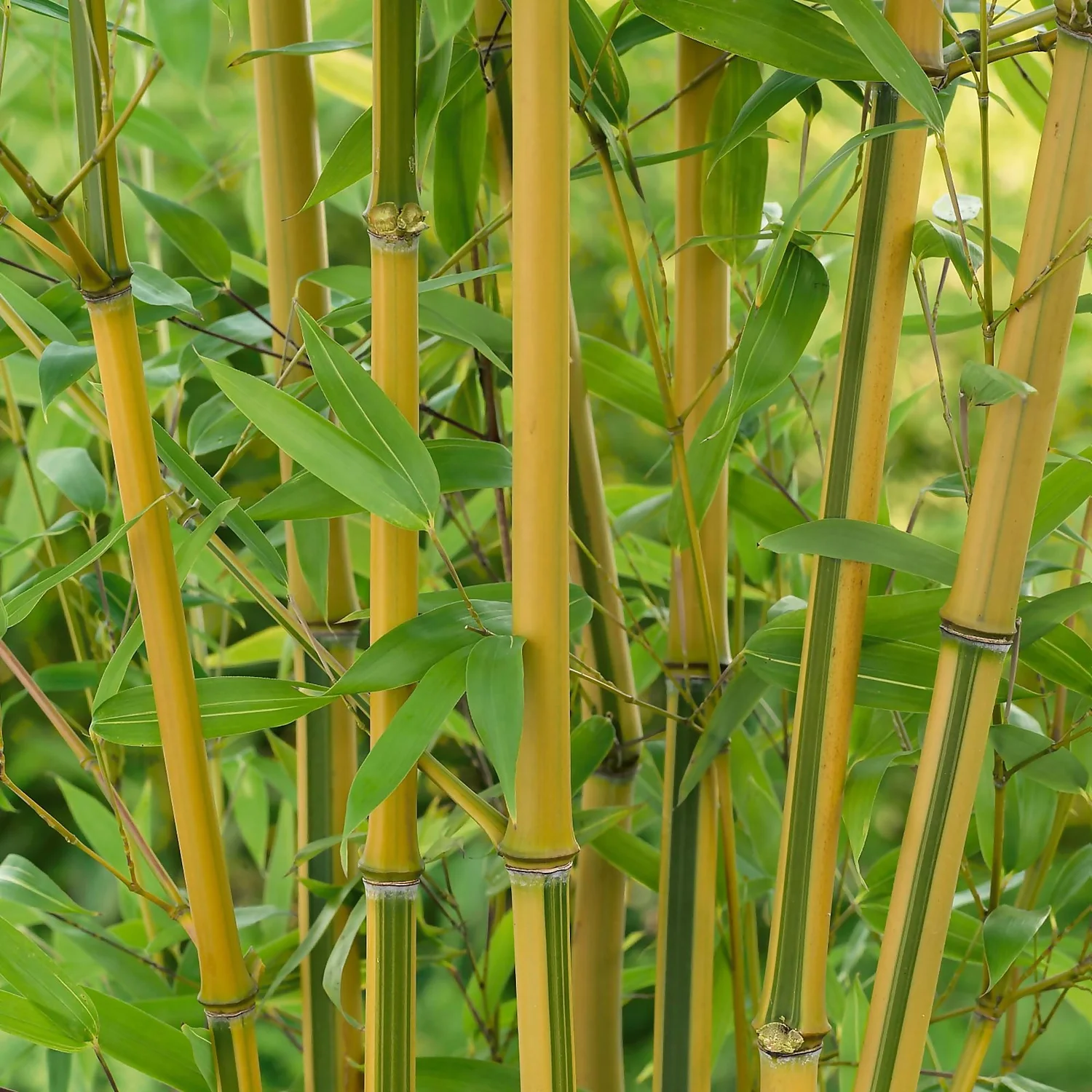 Bamboo Gold Phyllostachys Aureosulcata Aurea 10L 1 Bamboo Gold Phyllostachys Aureosulcata Aurea 10L
