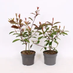 Garden Care Shop 31 Photinia X Fraseri Red Robin 17cm