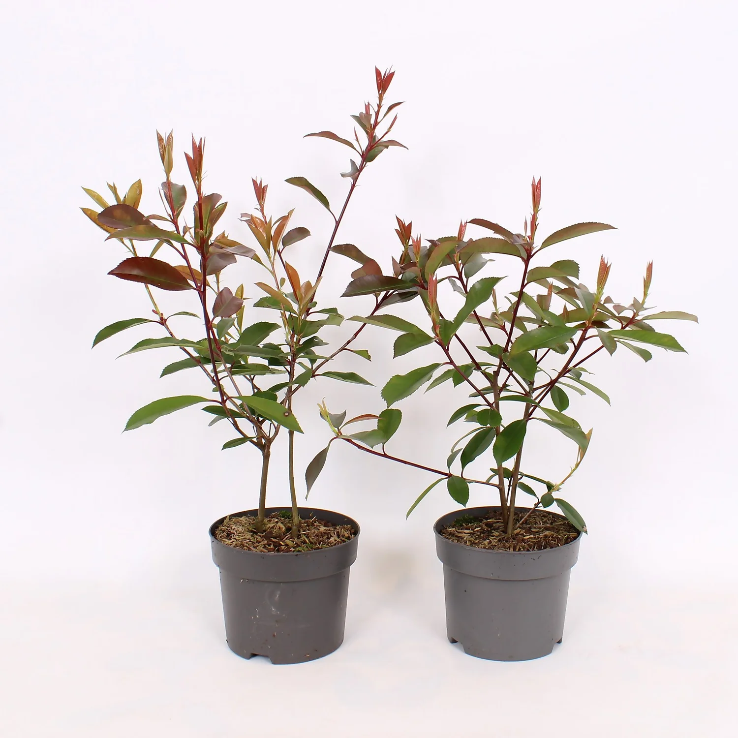 Photinia X Fraseri Red Robin 17cm 1 Photinia X Fraseri Red Robin 17cm