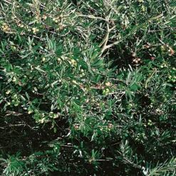 Olive Tree 24cm Half Standard