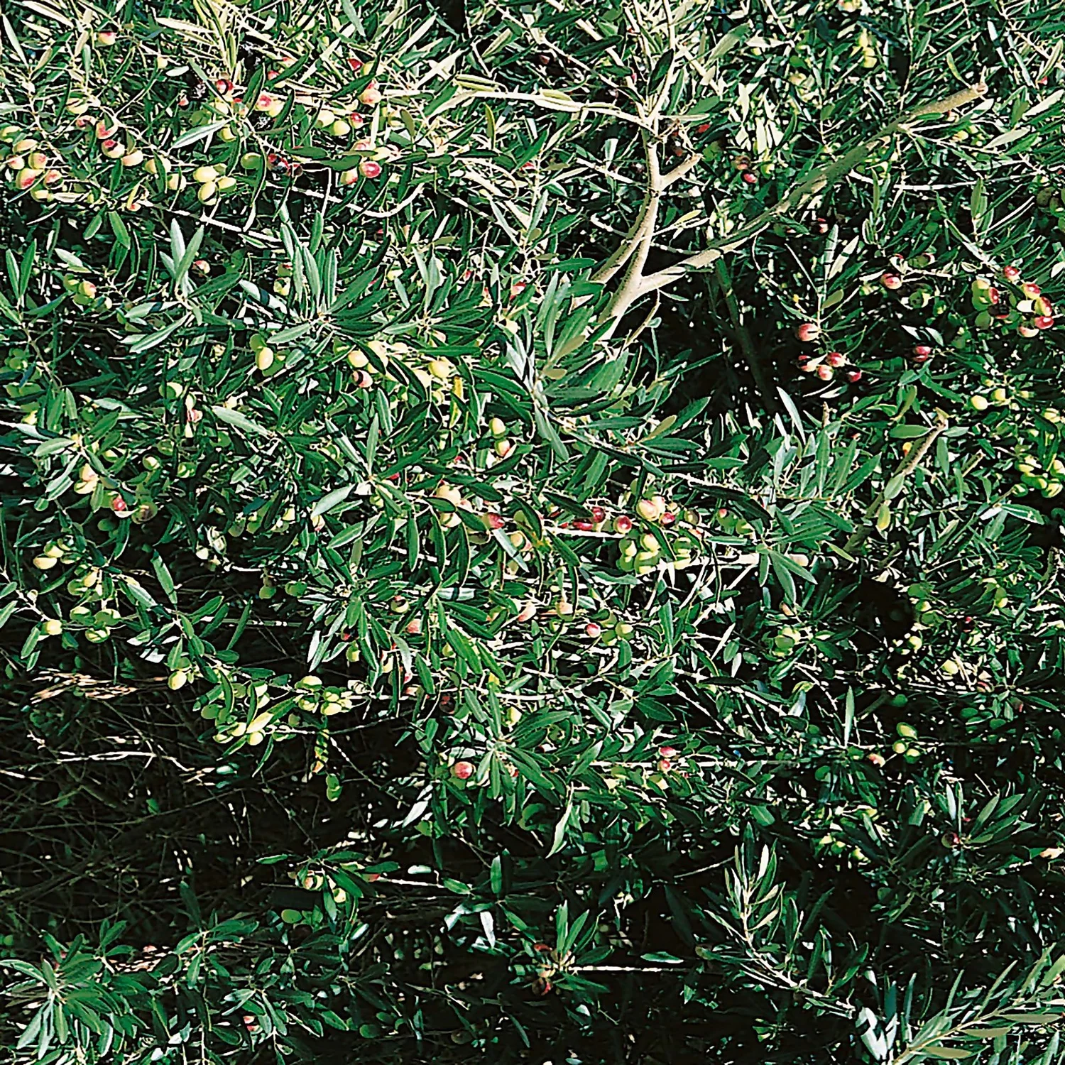 Olive Tree 24cm Half Standard 1 Olive Tree 24cm Half Standard