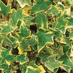 Hedera Helix Mix Ivy 13cm