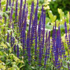 Salvia Caradonna 2L