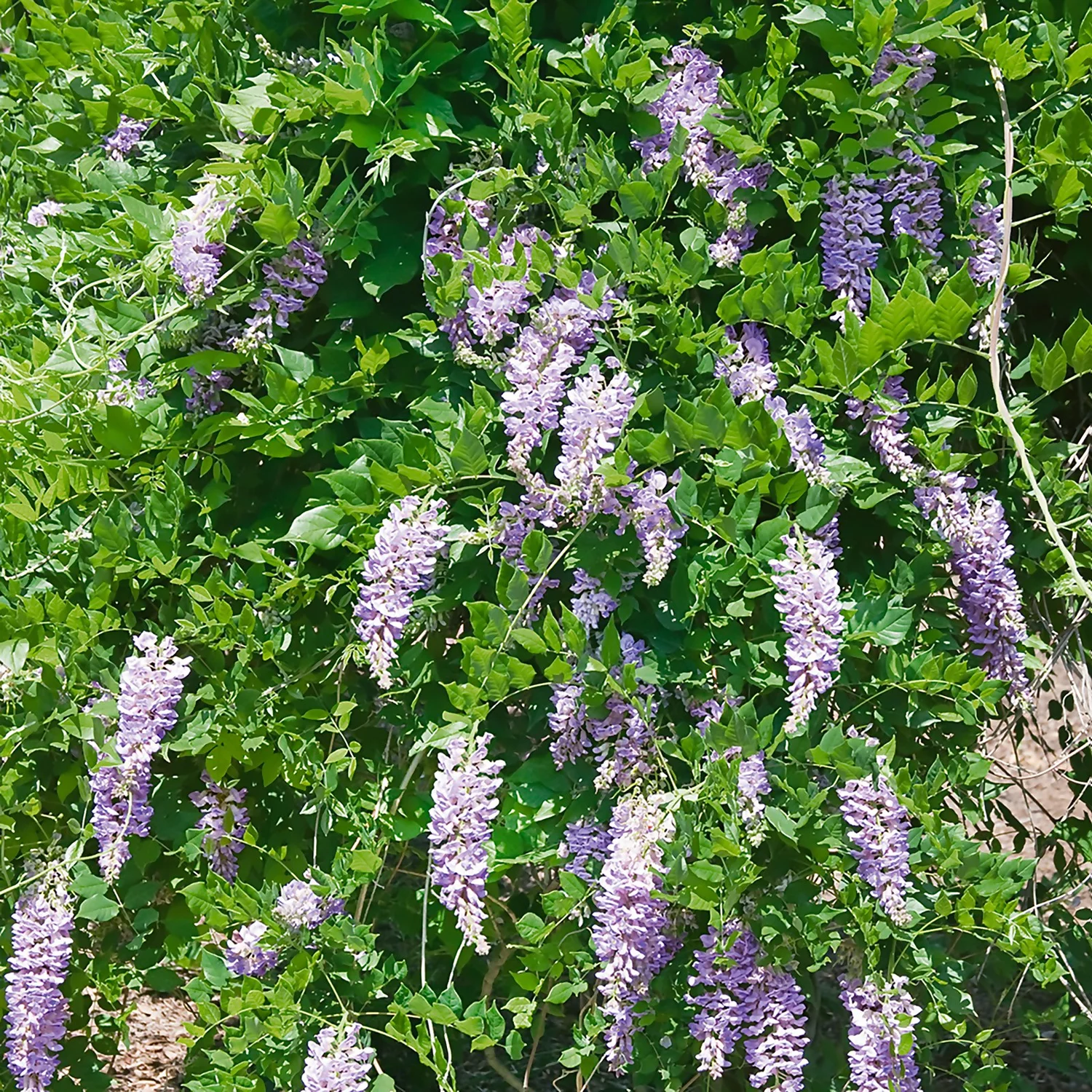 Wisteria Frutescens Amethyst Falls 19cm Trellis 2 Wisteria Frutescens Amethyst Falls 19cm Trellis - Image 2