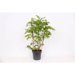 Wisteria Frutescens Amethyst Falls 24cm Large Trellis 5 Wisteria Frutescens Amethyst Falls 24cm Large Trellis -Garden Care Shop 12967345 1125031762133575