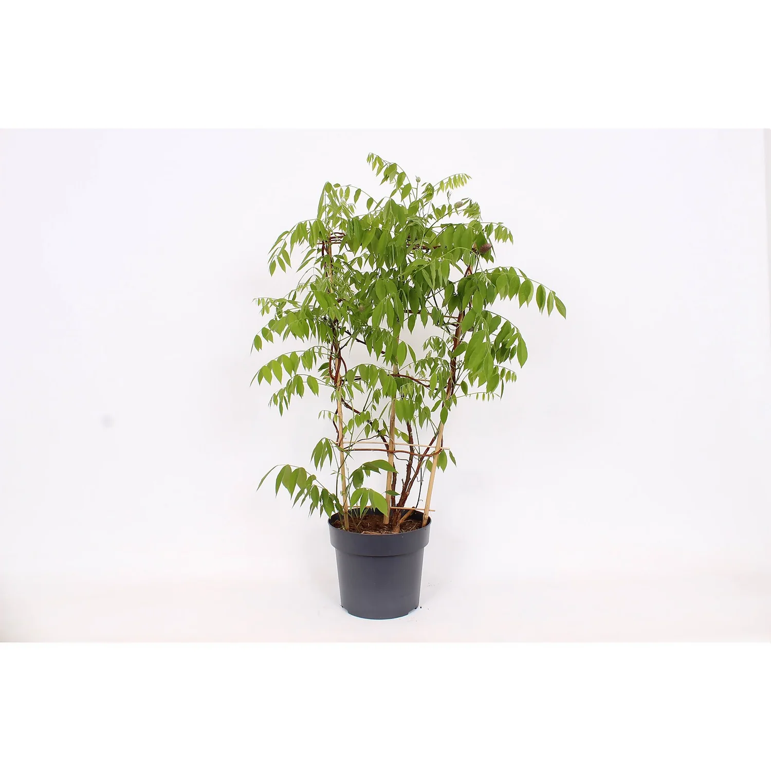 Wisteria Frutescens Amethyst Falls 24cm Large Trellis 3 Wisteria Frutescens Amethyst Falls 24cm Large Trellis - Image 3