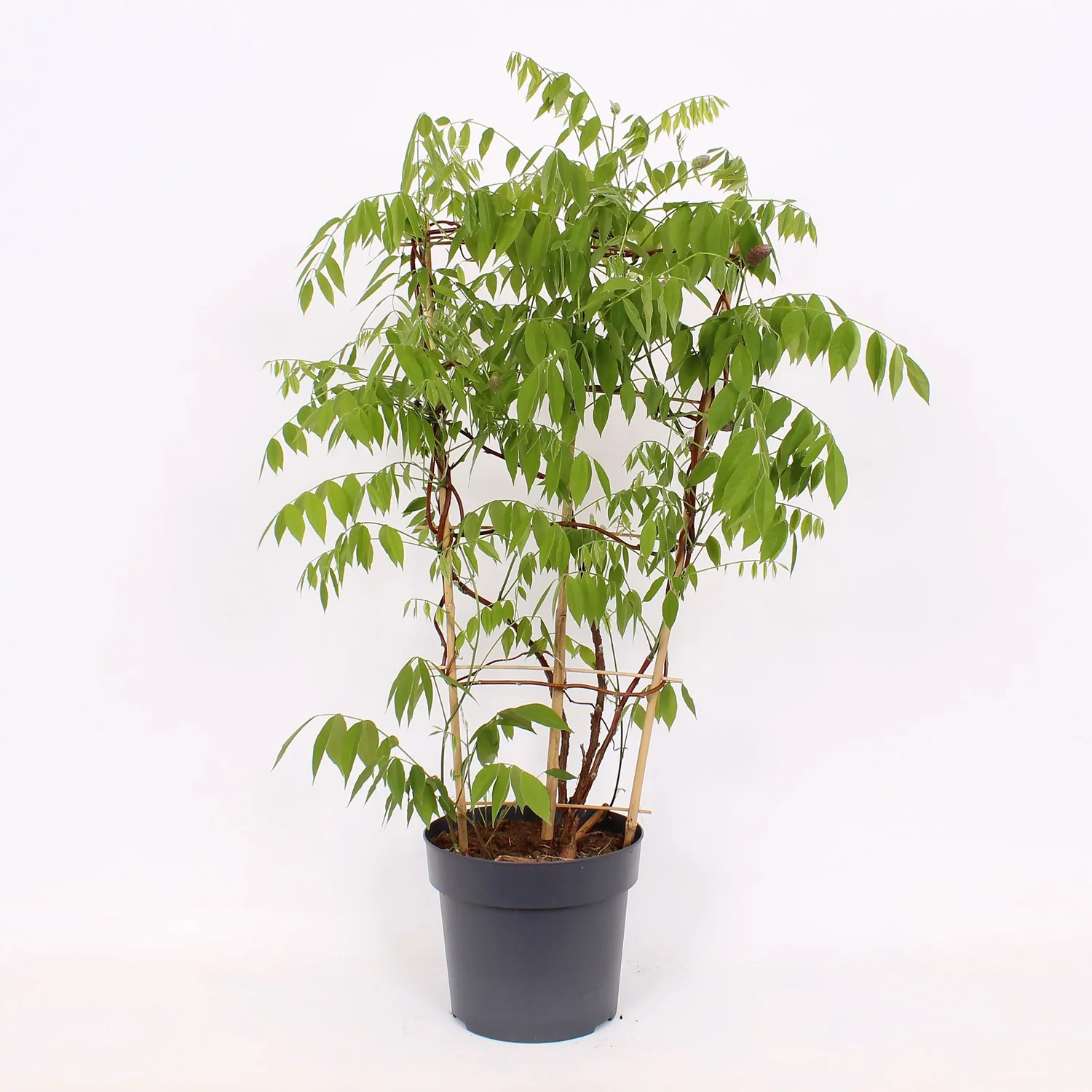 Wisteria Frutescens Amethyst Falls 24cm Large Trellis 1 Wisteria Frutescens Amethyst Falls 24cm Large Trellis