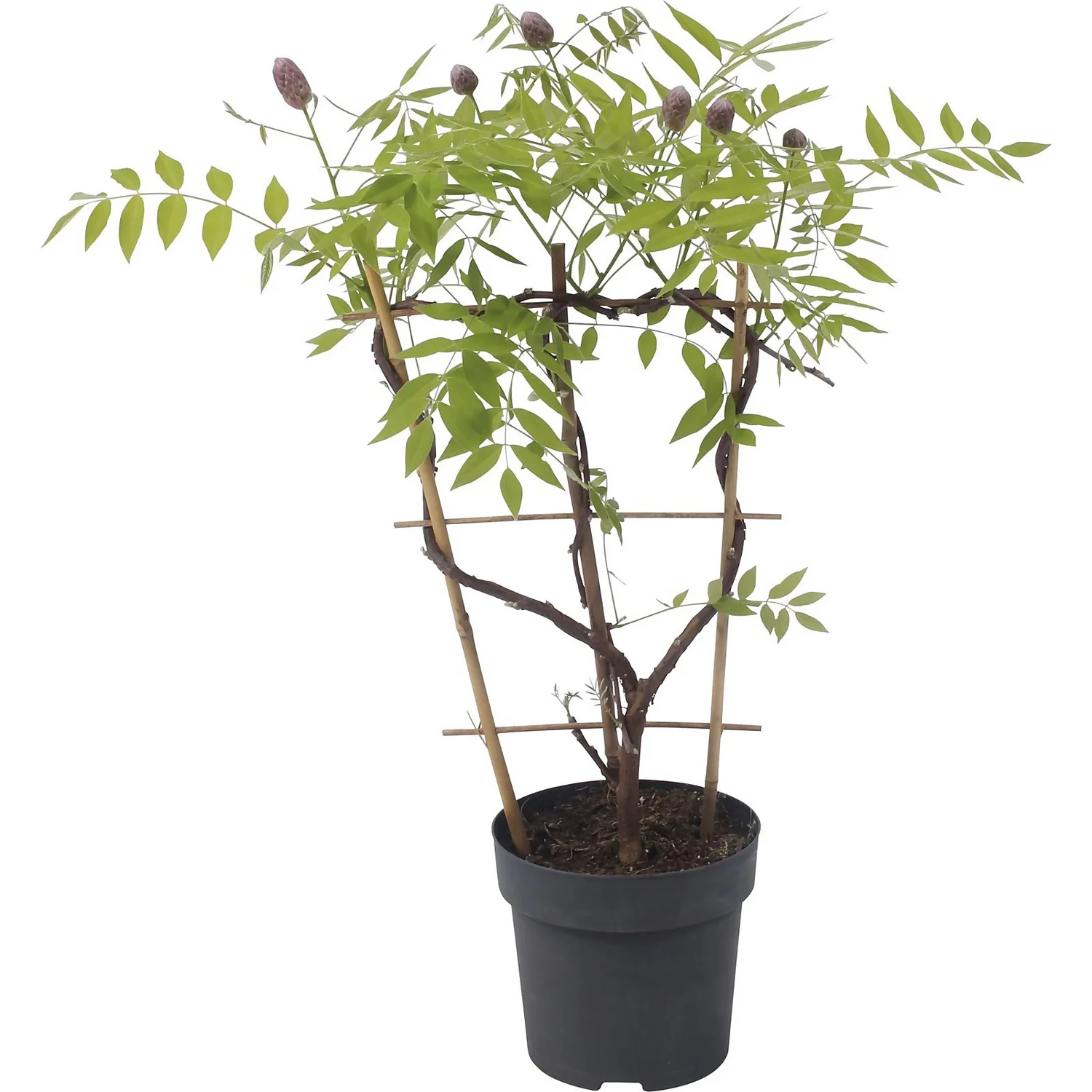 Wisteria Frutescens Amethyst Falls 24cm Large Trellis 2 Wisteria Frutescens Amethyst Falls 24cm Large Trellis - Image 2