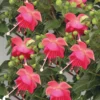 Fuchsia Bush Mix 1L