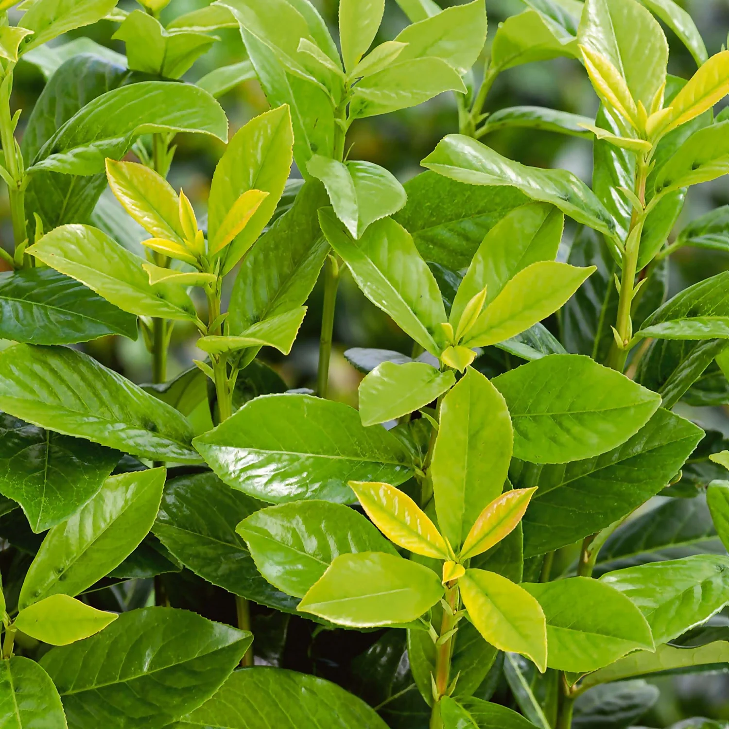 Photinia X Fraseri Little Red Robin 10L 2 Photinia X Fraseri Little Red Robin 10L - Image 2