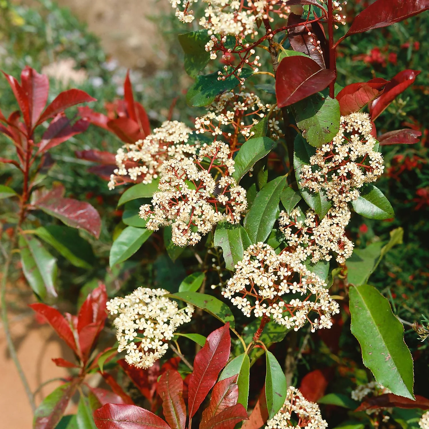 Photinia X Fraseri Little Red Robin 10L 3 Photinia X Fraseri Little Red Robin 10L - Image 3