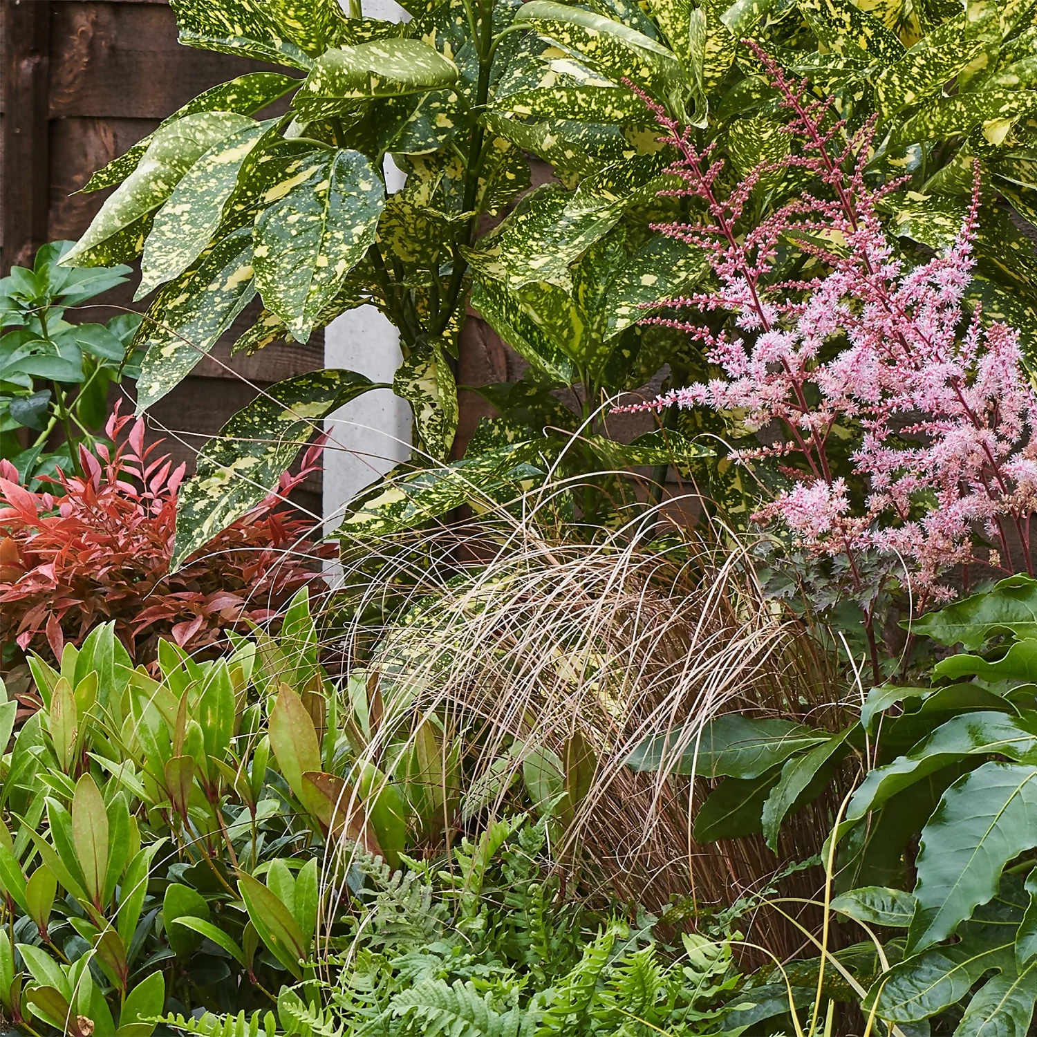 Evergreen Border 3m X 40cm 6 Evergreen Border 3m X 40cm - Image 6