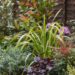 Evergreen Border 3m X 40cm 10 Evergreen Border 3m X 40cm -Garden Care Shop 13096625 1965027892427551