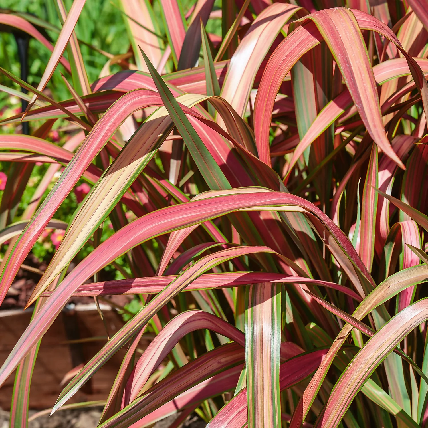 Phormium Tenax - 24cm 1 Phormium Tenax - 24cm