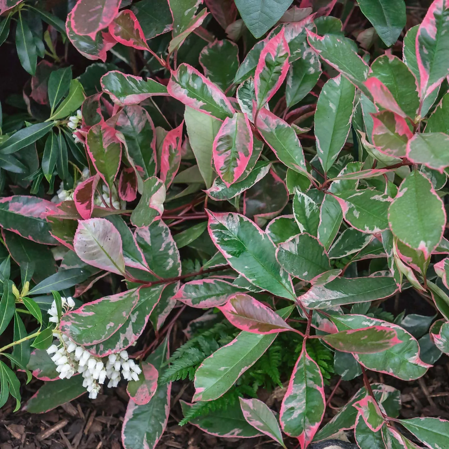 None Photinia X Fraseri Pink Louise 1 None Photinia X Fraseri Pink Louise