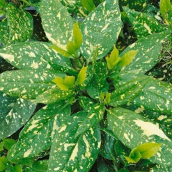 Aucuba Japonica Variegata 17cm -Garden Care Shop 13133364 1774941778868451