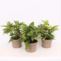 Aucuba Japonica Variegata 17cm