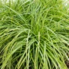 Grass Carex 14 Cm