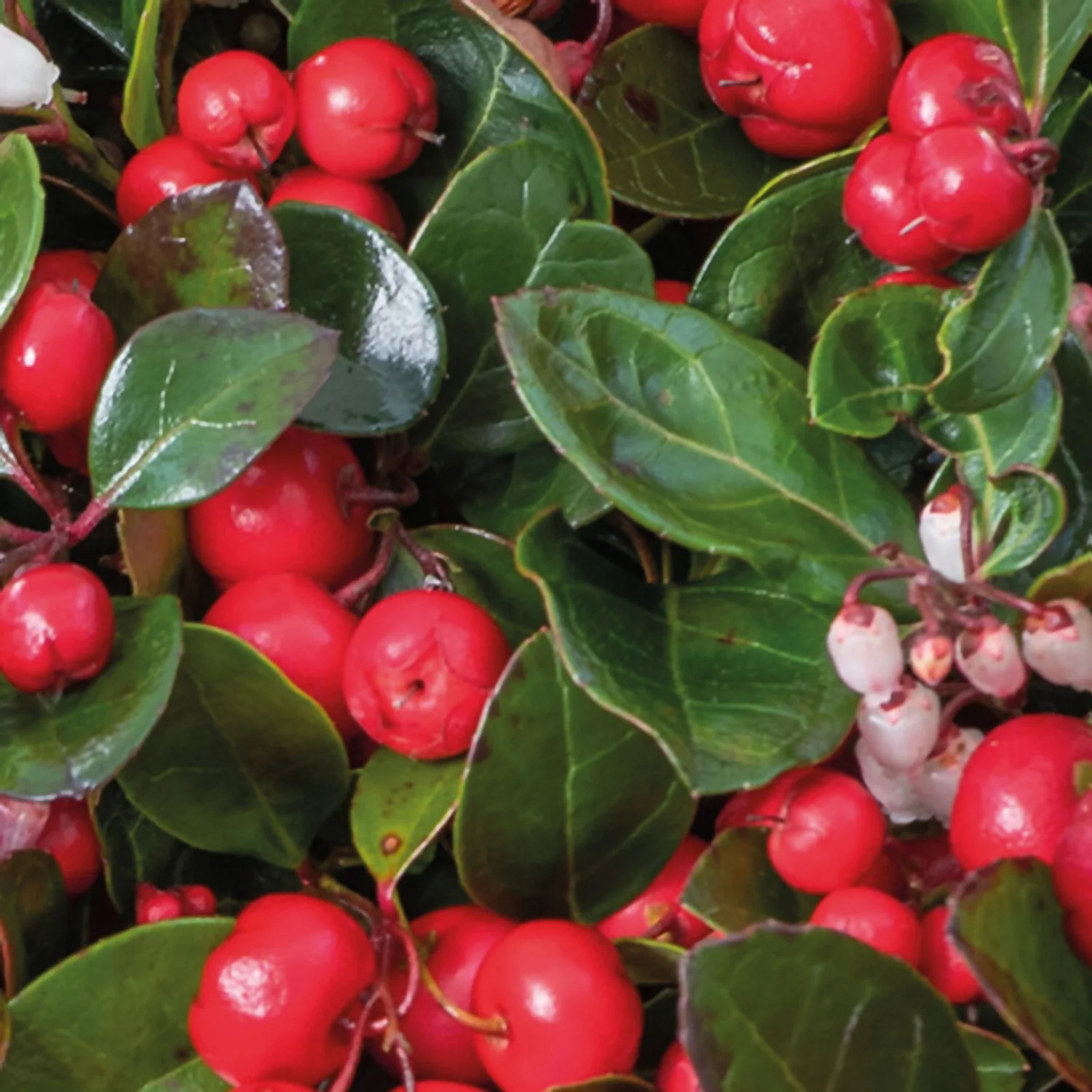Gaultheria Procumbens Big Berry 6 Pack 1 Gaultheria Procumbens Big Berry 6 Pack