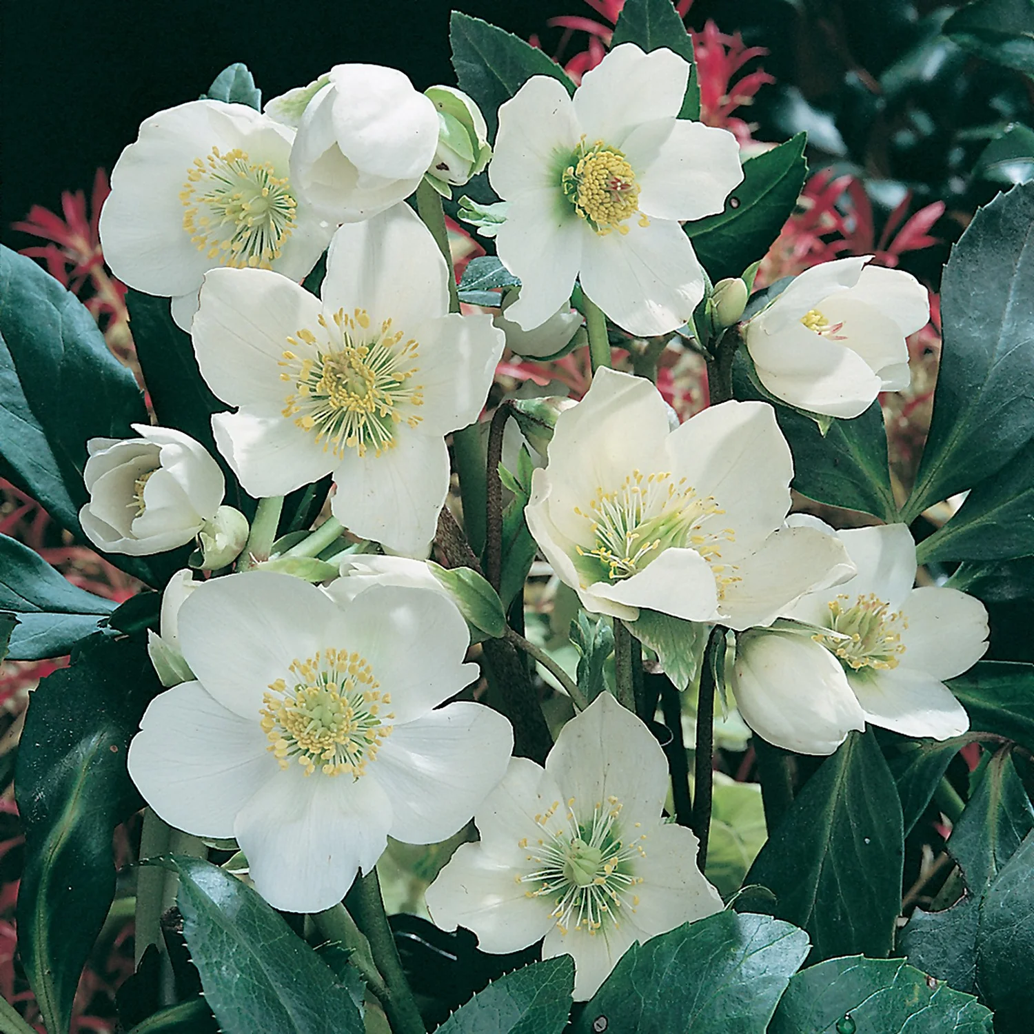 Helleborus Niger Christmas Carol 12cm 1 Helleborus Niger Christmas Carol 12cm