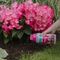 Westland Ericaceous Granular Plant Food 900g 5 Westland Ericaceous Granular Plant Food 900g -Garden Care Shop 13411839 1274971590758911