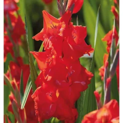 None Gladioli Kir Royal Flower Bulbs -Garden Care Shop 13436278 1145022421494144