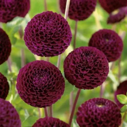 None Pompon Dahlia Rocco Flower Bulbs 5 None Pompon Dahlia Rocco Flower Bulbs -Garden Care Shop 13436279 1325022421492983