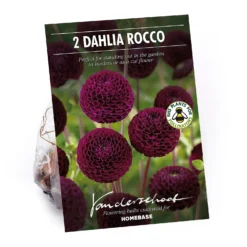 None Pompon Dahlia Rocco Flower Bulbs