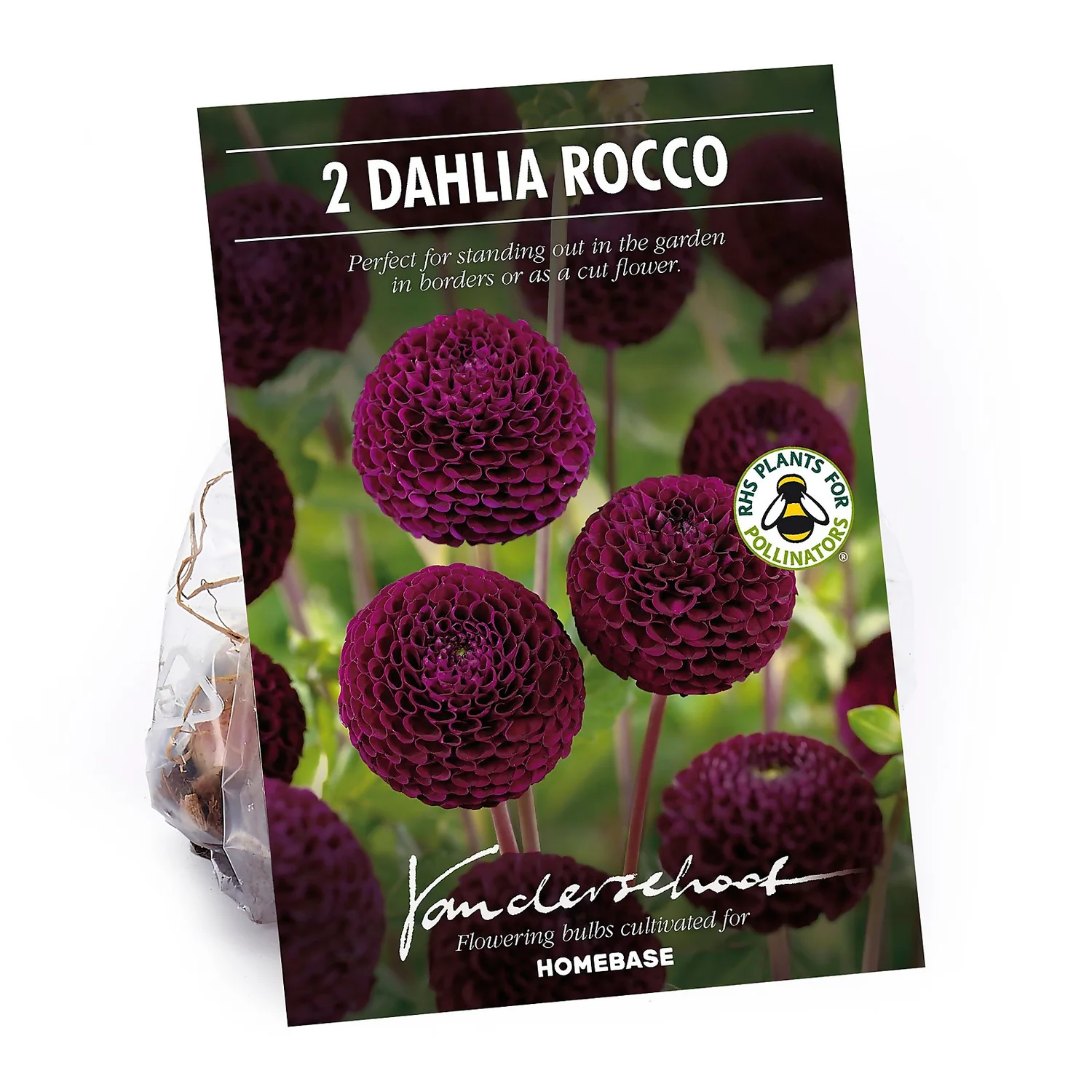 None Pompon Dahlia Rocco Flower Bulbs 1 None Pompon Dahlia Rocco Flower Bulbs