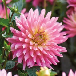 None Decorative Dahlia Extase Flower Bulbs -Garden Care Shop 13436283 1615022410698833